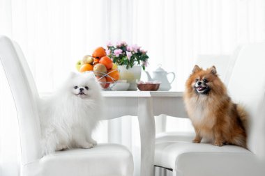 Mutfak masasının yanındaki sandalyelerde oturan iki mutlu Pomeranya köpekleri.