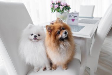 Mutfak masasının yanındaki sandalyede oturan iki Pomeranya köpeği.