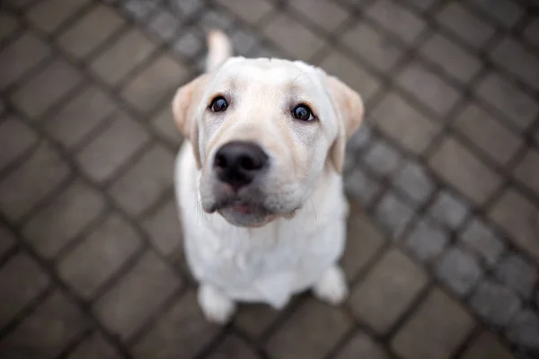 Grappige Labrador Retriever Puppy Zittend Grond Bovenaanzicht — Stockfoto
