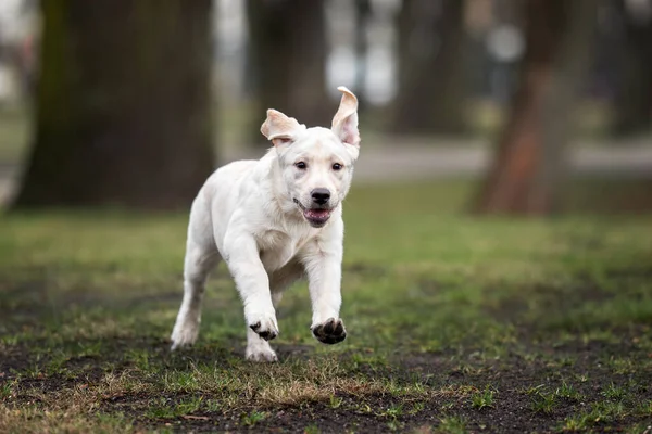 Szczęśliwy Szczeniak Labrador Działa Parku Wiosną — Zdjęcie stockowe