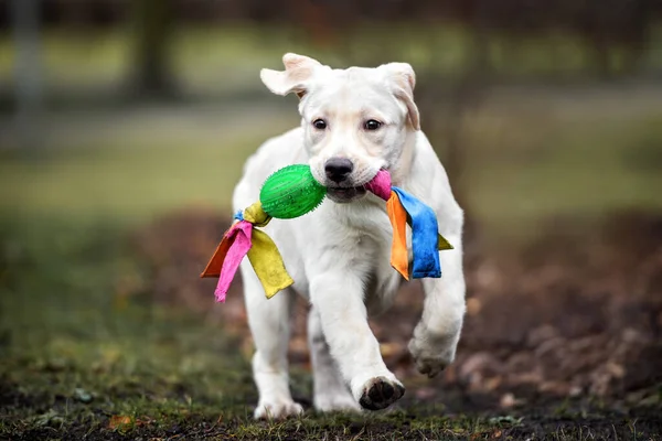 Boldog Labrador Kiskutya Játszik Egy Játékot Parkban — Stock Fotó