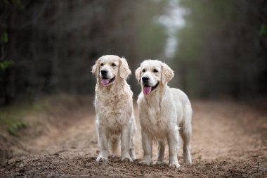 İki Golden Retriever köpeği ormanda birlikte duruyor.