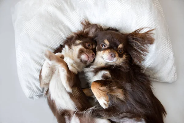 Dois Cães Chihuahua Deitados Cabeça Para Baixo Travesseiro Juntos — Fotografia de Stock