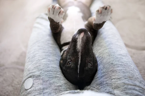 Bullterrier Hund Liegt Kopfüber Auf Dem Schoß Seines Besitzers — Stockfoto