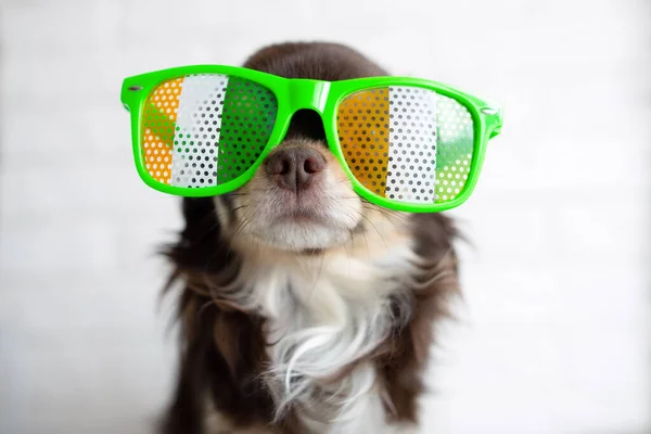 Drôle Chihuahua Chien Dans Des Lunettes Pour Patrick Jour — Photo