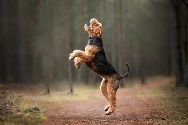 Feliz Airedale Terrier Perro Saltar Aire Libre Bosque —  Fotos de Stock