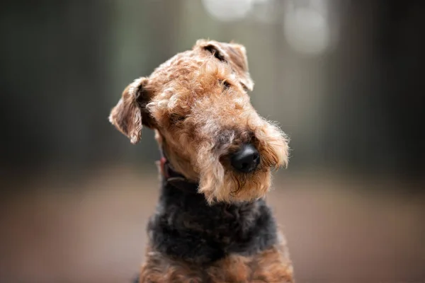 春に屋外でアイードルテリア犬の肖像画 — ストック写真