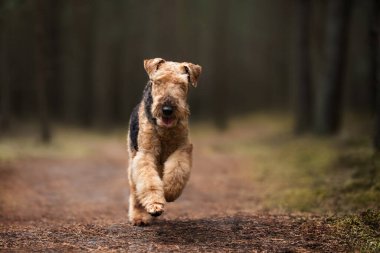 Ormanda koşan mutlu teriyer köpeği