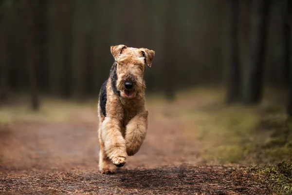 happy airedale terrier dog running in the forest