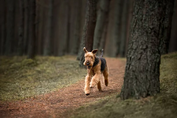 Feliz Airedale Terrier Perro Corriendo Bosque —  Fotos de Stock