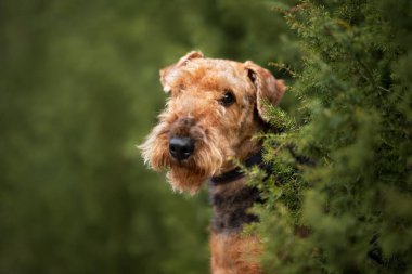 Güzel teriyer köpek portresi yazın açık havada.