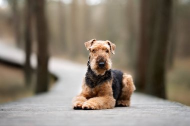 airedale terrier dog lying down on a wooden trail in the forest clipart