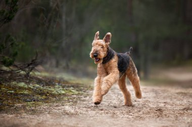 Mutlu Airedale Teriyer Köpeği dışarıda koşuyor