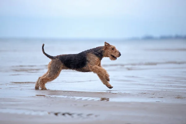 快乐的爱瑞达犬在海滩上奔跑 — 图库照片