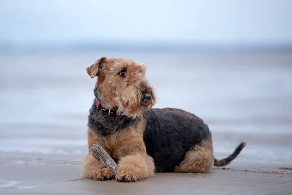 Airedale Terrier Dog Lying Beach Stick — Stock Photo, Image