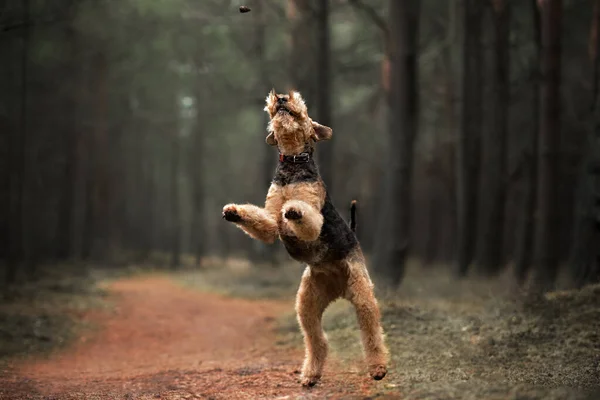 Komik Teriyer Köpeği Çam Kozalağı Yakalamak Için Zıplıyor — Stok fotoğraf