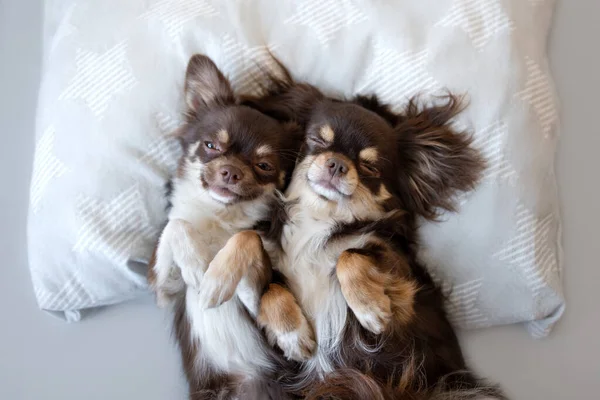 Два Смешных Пса Чихуахуа Спят Подушке Вместе — стоковое фото
