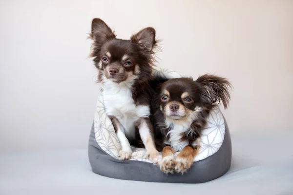 Dois Cães Chihuahua Compartilhando Uma Cama Estimação Macia — Fotografia de Stock