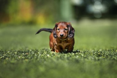 Dışarıda poz veren sevimli, uzun saçlı dachshund köpeği.