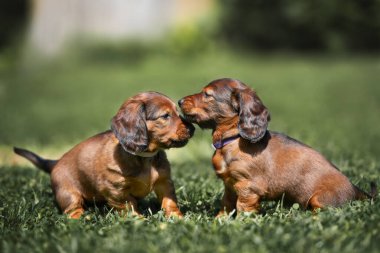 İki dachshund köpeği birlikte poz veriyorlar.