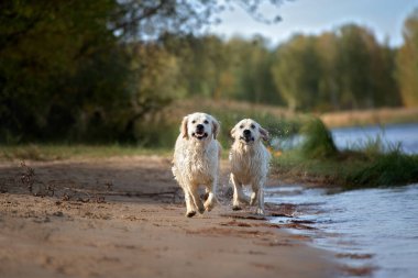 İki Golden Retriever köpeği sahilde koşuyor.