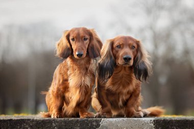 İki dachshund köpeği birlikte oturuyorlar.