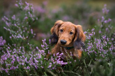 Heather 'da dachshund köpek portresi