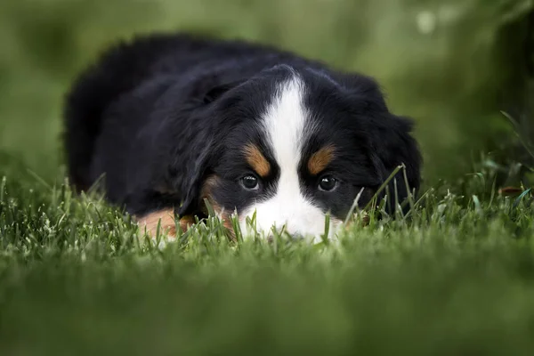 Грустный Щенок Горной Собаки Бернезе Лежит Траве — стоковое фото