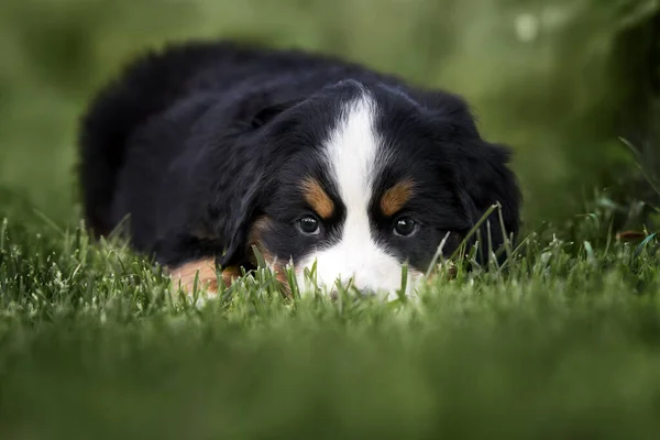 Triste Cane Montagna Bernese Cucciolo Sdraiato Erba — Foto Stock