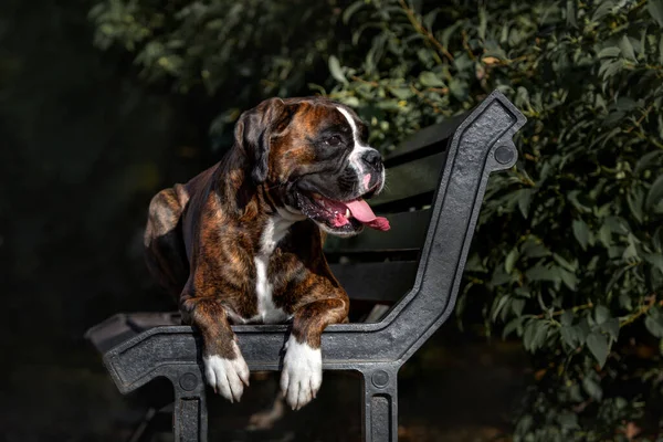 Brindle Allemand Boxer Chien Couché Sur Banc Extérieur — Photo