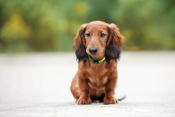 Teckel Chiot Dans Collier Assis Extérieur — Photo