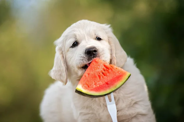 golden retriever puppy eating a watermelon slice outdoors