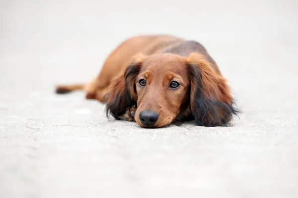 Dışarıda Poz Veren Sevimli Uzun Saçlı Dachshund Köpeği — Stok fotoğraf