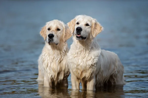 Dois Cães Golden Retriever Água — Fotografia de Stock