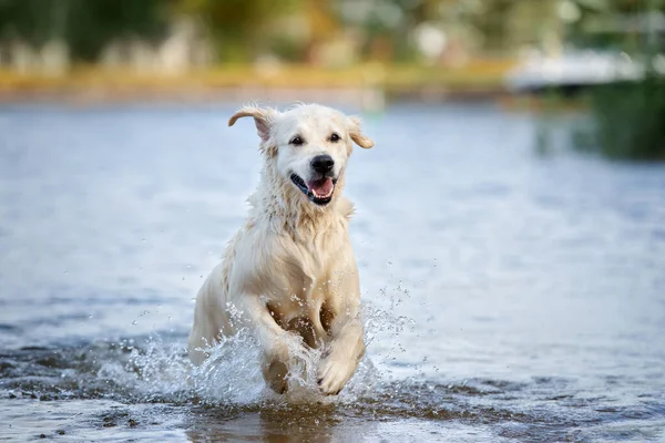 Счастливая Золотая Собака Ретривер Бегущая Воде — стоковое фото