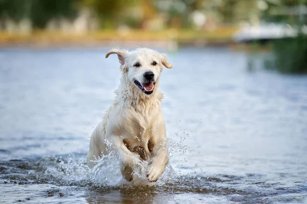 happy golden retriever dog running in water