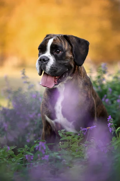 Boxer Allemand Portrait Chien Plein Air — Photo