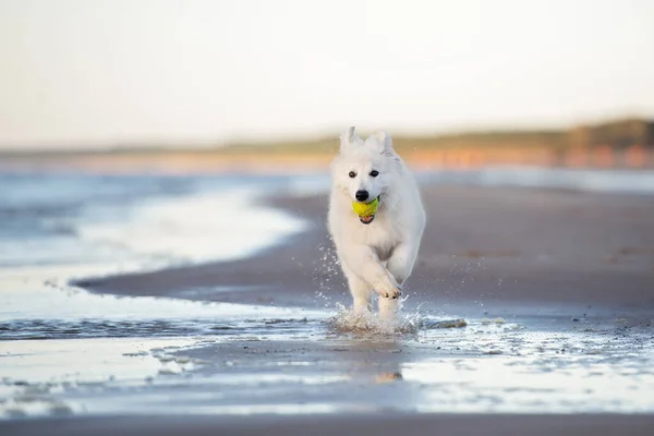 Adorável Cachorro Correndo Uma Praia — Fotografia de Stock