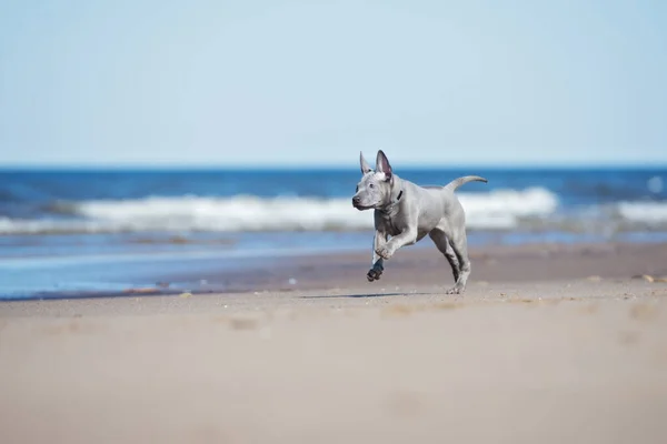 Adorable Cachorro Corriendo Una Playa — Foto de Stock