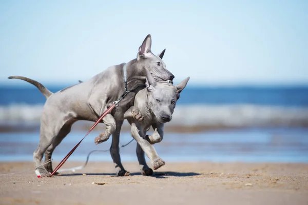 Dwa Tajskie Szczeniaki Grające Plaży — Zdjęcie stockowe