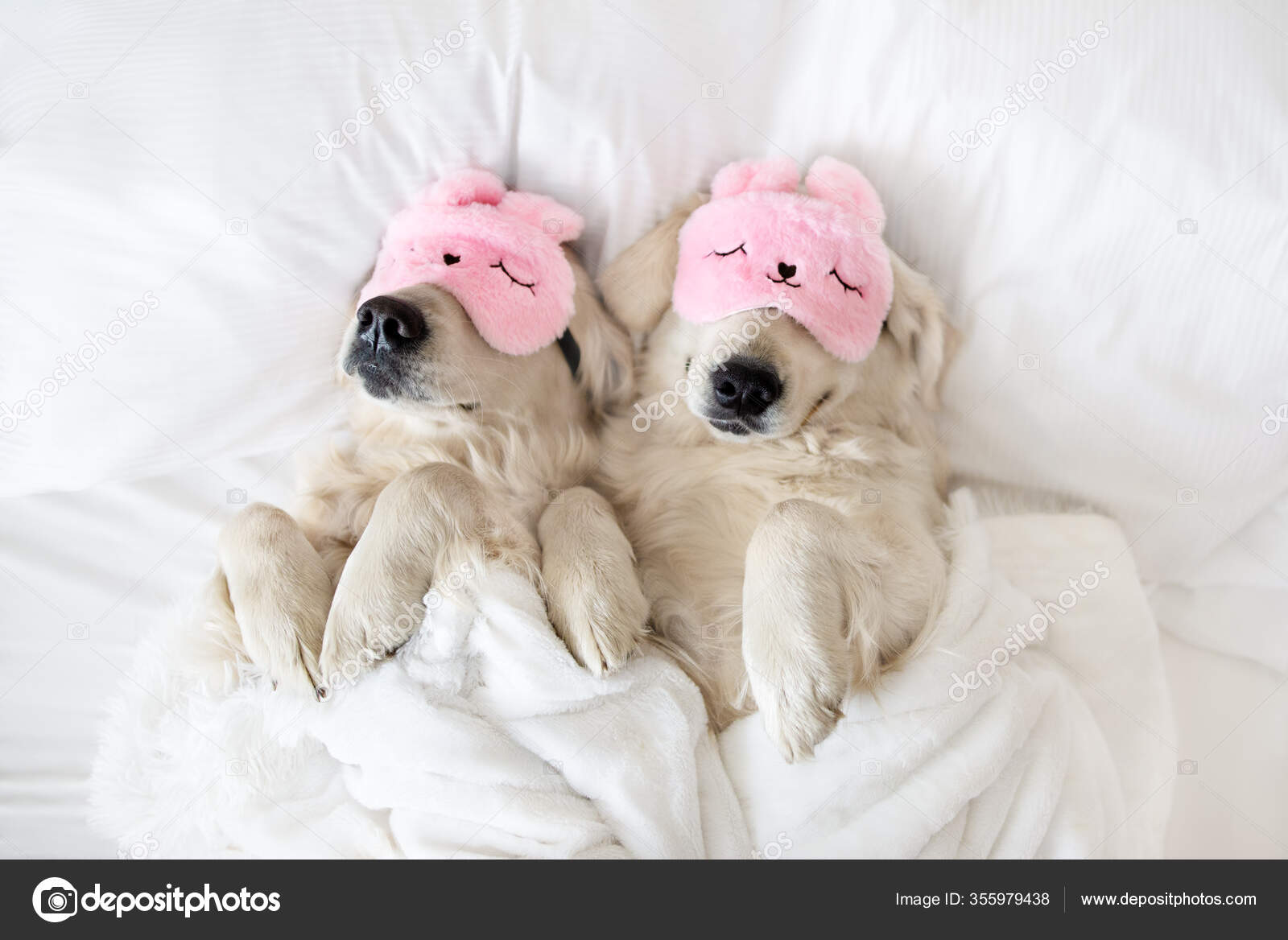 Two Golden Retriever Dogs Sleeping Pink Sleeping Mask Top View