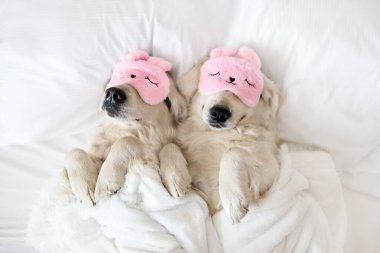 Pembe uyku maskesiyle uyuyan iki golden retriever köpeği.
