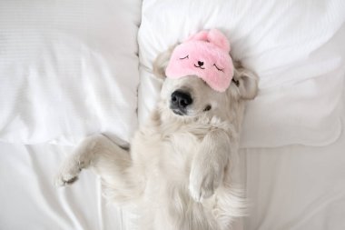 Mutlu Golden Retriever köpeği uyku maskesiyle yatakta dinleniyor.