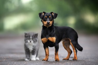 Küçük melez köpek ve tüylü kedi birlikte poz veriyorlar.