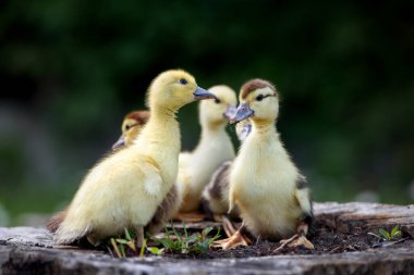 Bir grup ördek dışarıda poz veriyor.