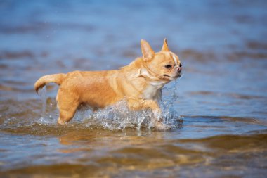 Suda koşan mutlu chihuahua köpeği.