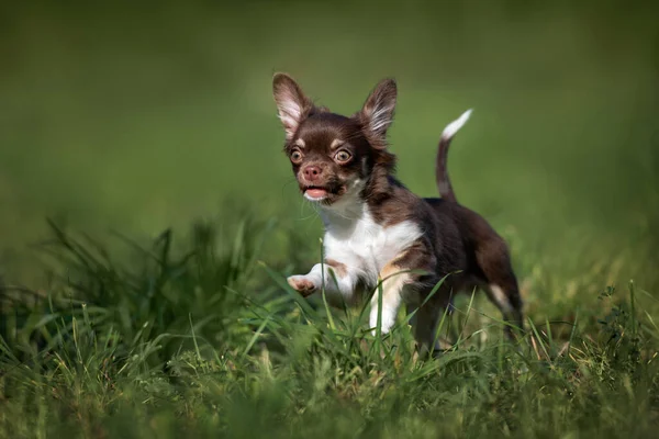 Cachorro Chihuahua Feliz Corriendo Sobre Hierba Verano —  Fotos de Stock