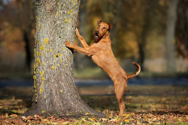 Irlandzki Pies Terrier Pozowanie Przez Drzewo Świeżym Powietrzu — Zdjęcie stockowe
