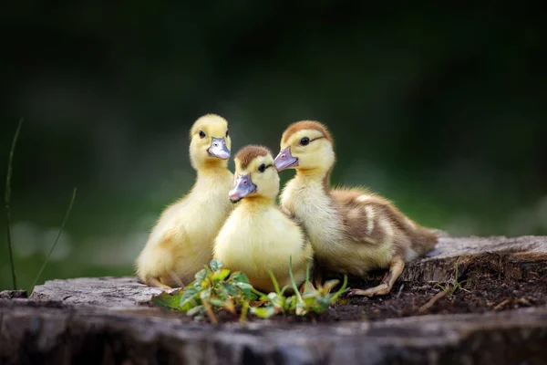 Skupina Kachen Pózujících Společně Venku — Stock fotografie