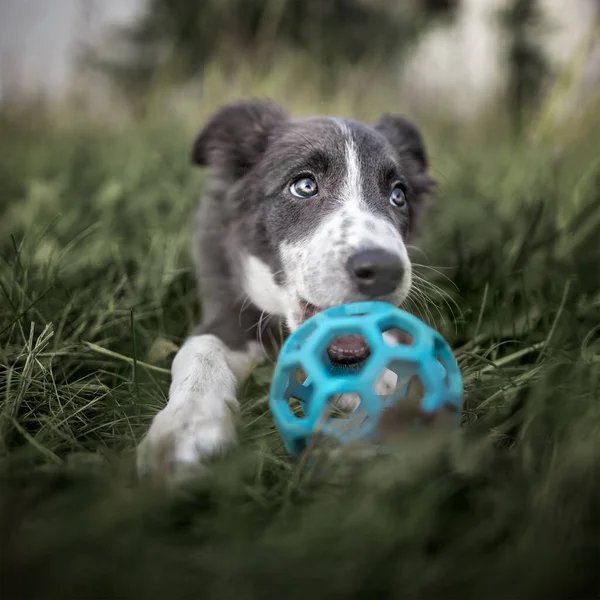 Border Collie Puppy Spelen Met Een Rubberen Bal Speelgoed Buiten — Stockfoto